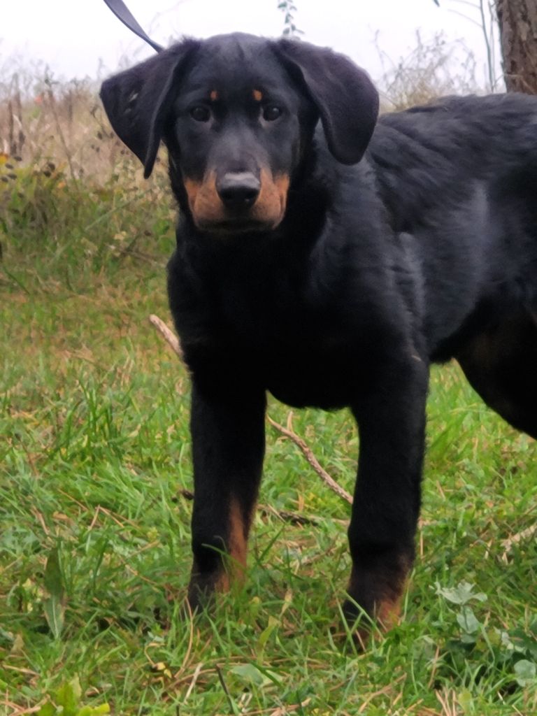 des terres plaines - Chiot disponible  - Berger de Beauce