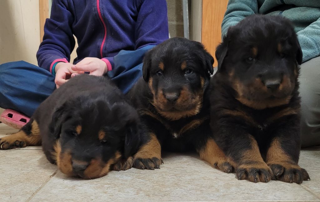 chiot Berger de Beauce des terres plaines