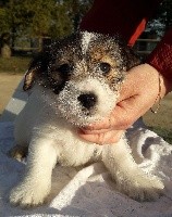 des terres plaines - Jack Russell Terrier - Portée née le 18/12/2018