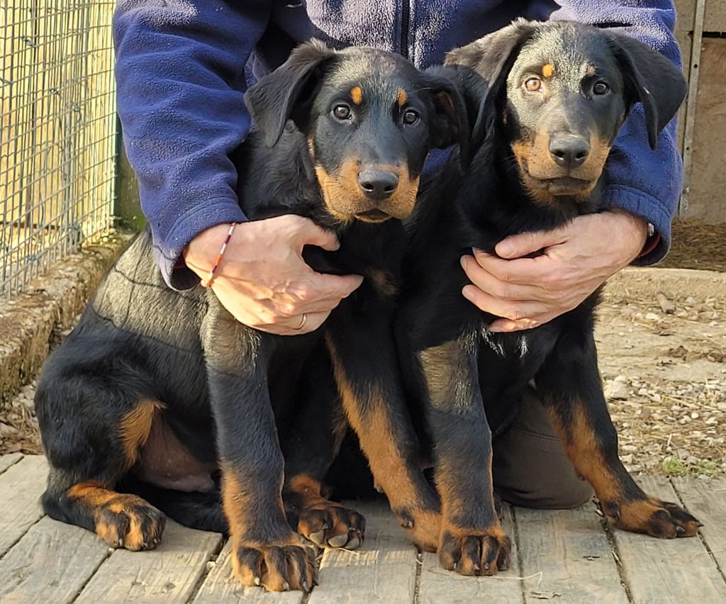 chiot Berger de Beauce des terres plaines