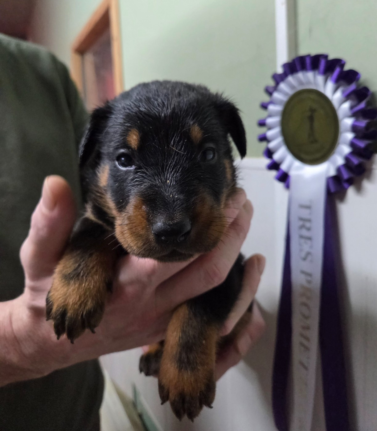 des terres plaines - Chiots disponibles - Berger de Beauce