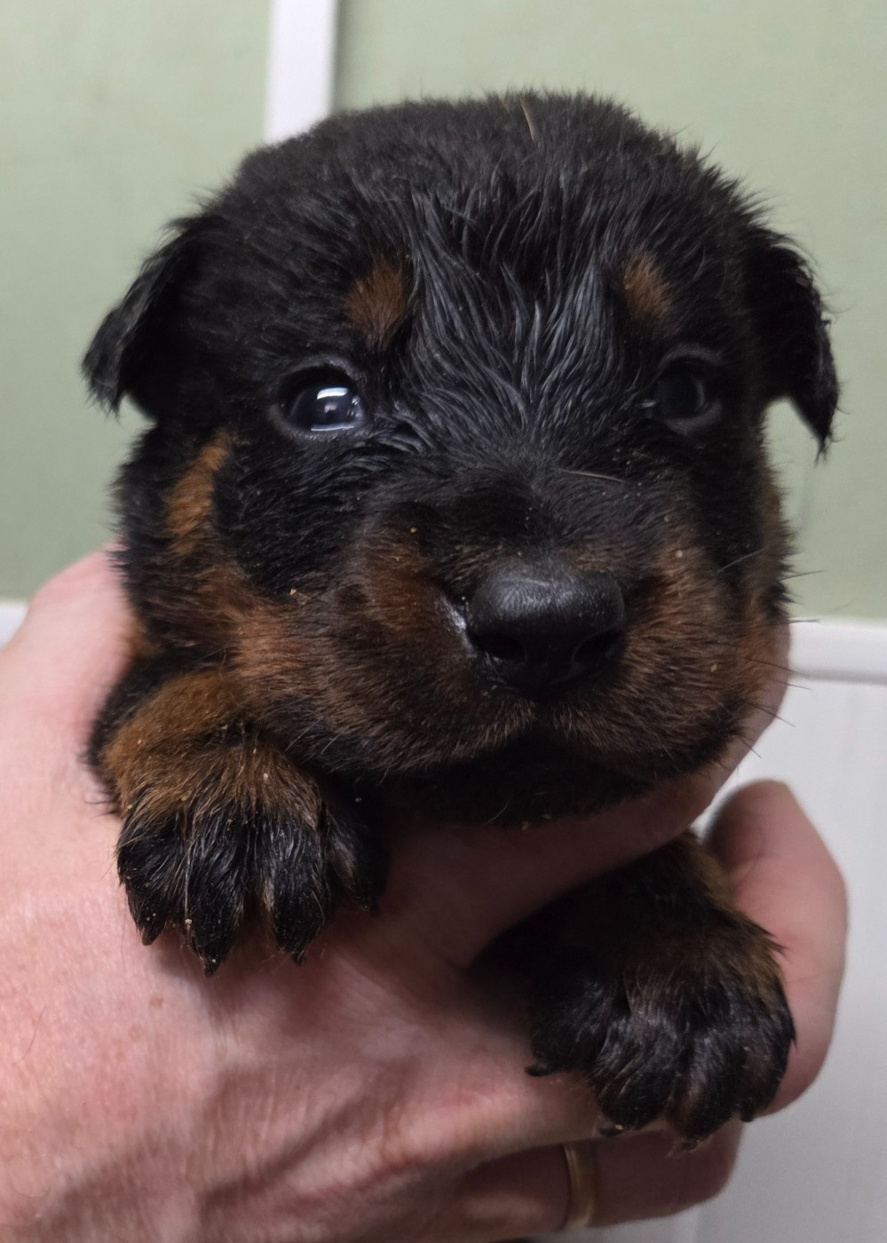 des terres plaines - Chiots disponibles - Berger de Beauce