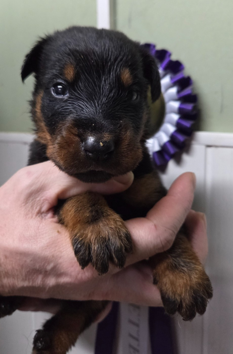 des terres plaines - Chiots disponibles - Berger de Beauce