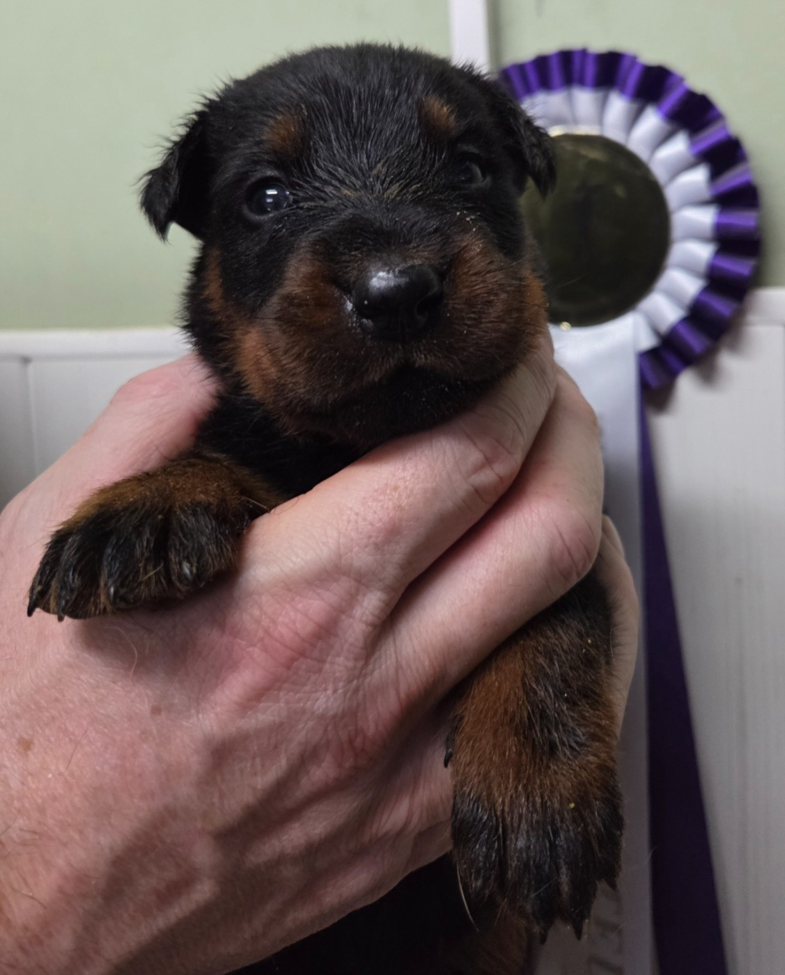 des terres plaines - Chiots disponibles - Berger de Beauce