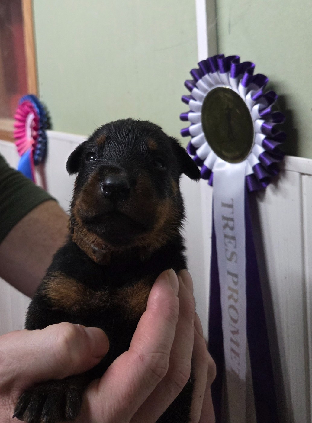 des terres plaines - Chiots disponibles - Berger de Beauce
