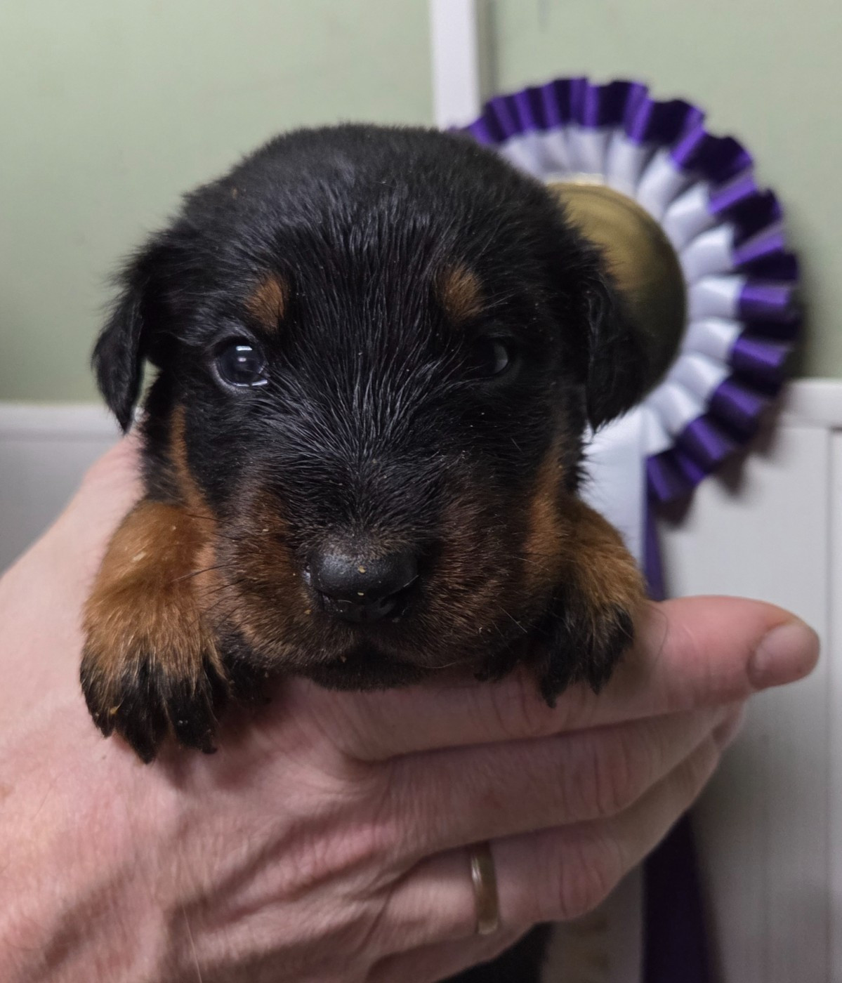 des terres plaines - Chiots disponibles - Berger de Beauce