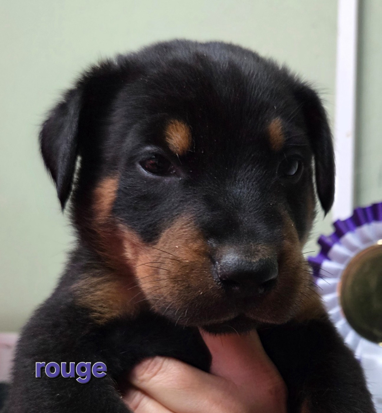des terres plaines - Chiots disponibles - Berger de Beauce