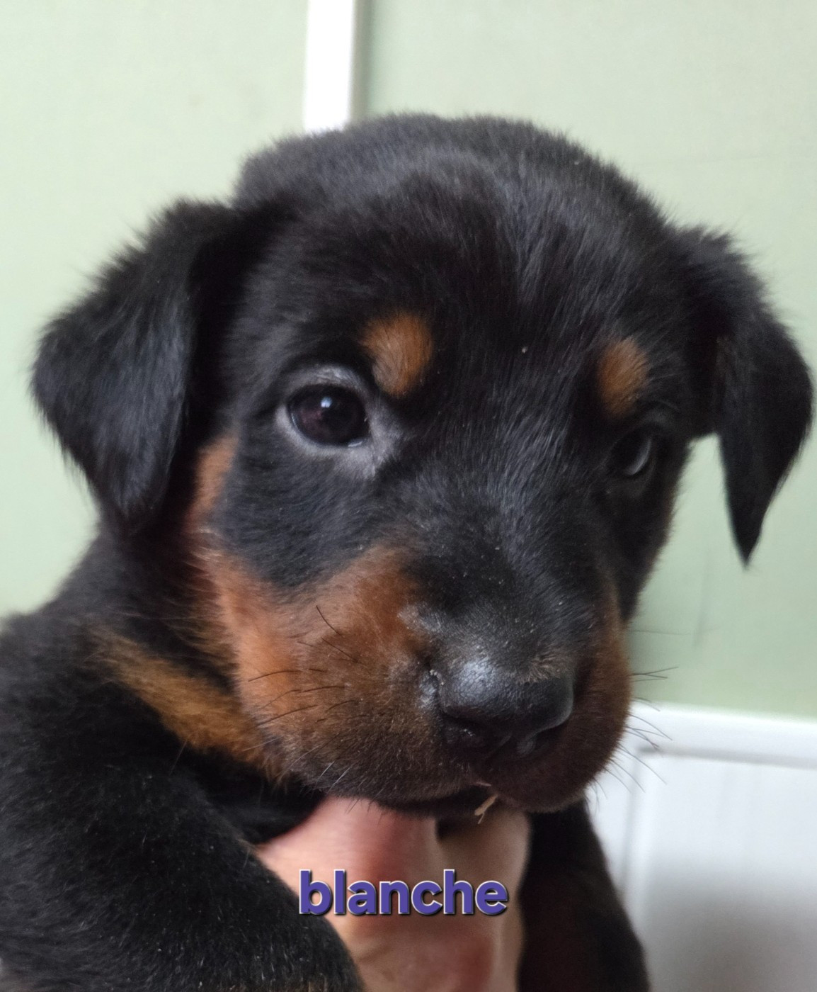 des terres plaines - Chiots disponibles - Berger de Beauce