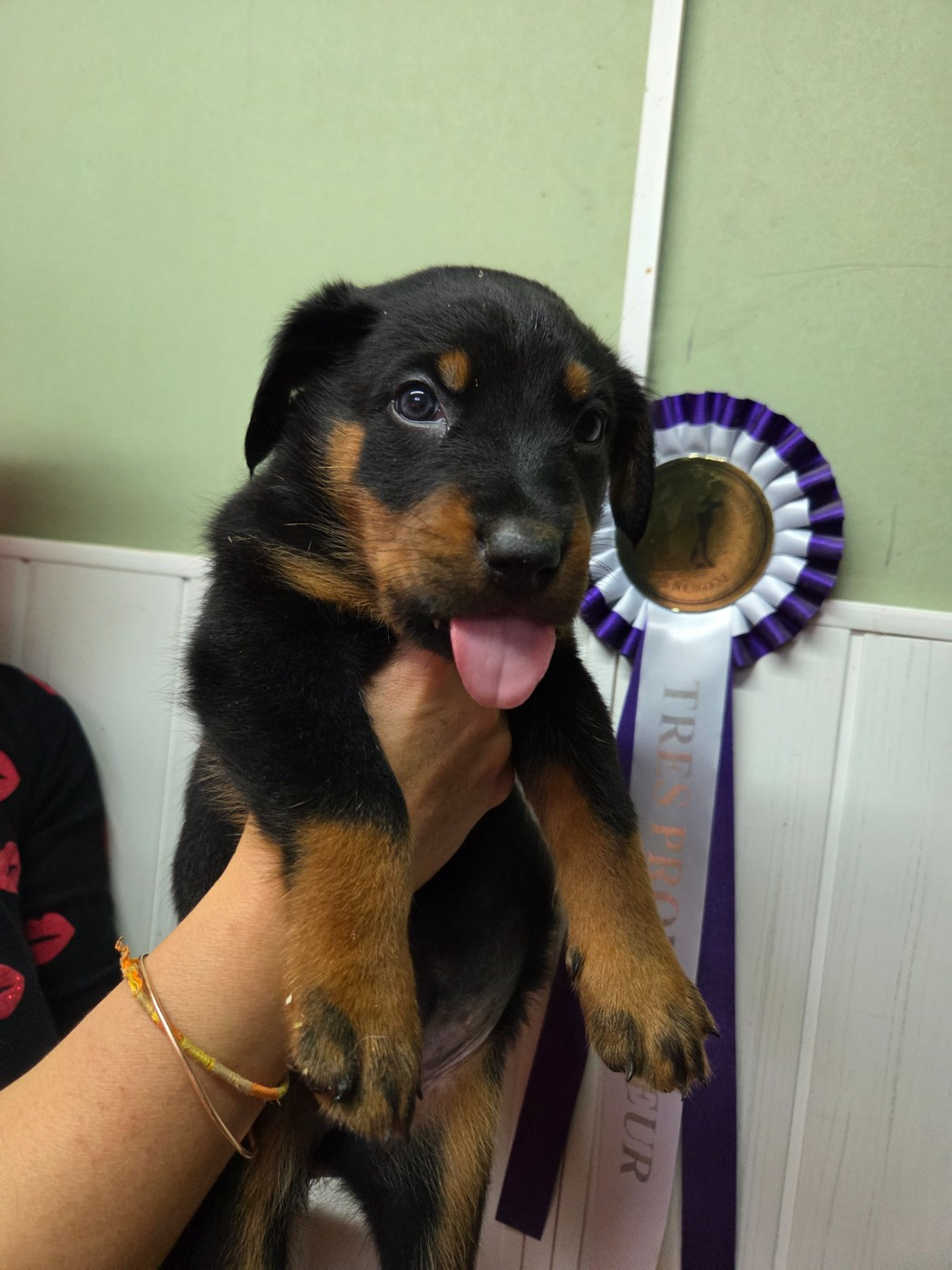 des terres plaines - Chiots disponibles - Berger de Beauce