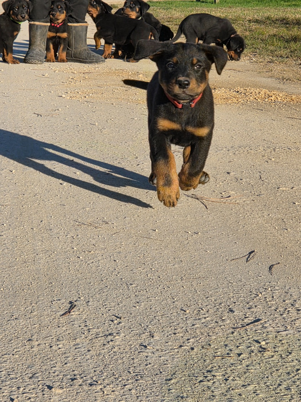 des terres plaines - Chiots disponibles - Berger de Beauce