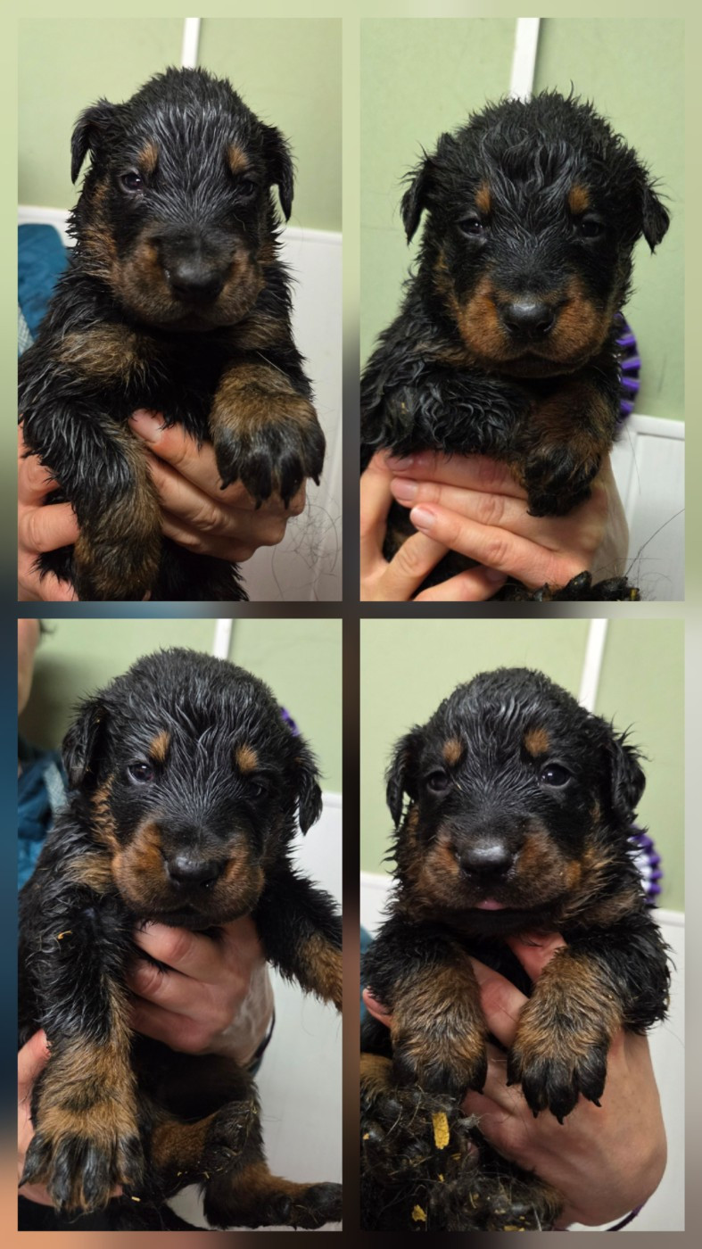 des terres plaines - Chiots disponibles - Berger de Beauce