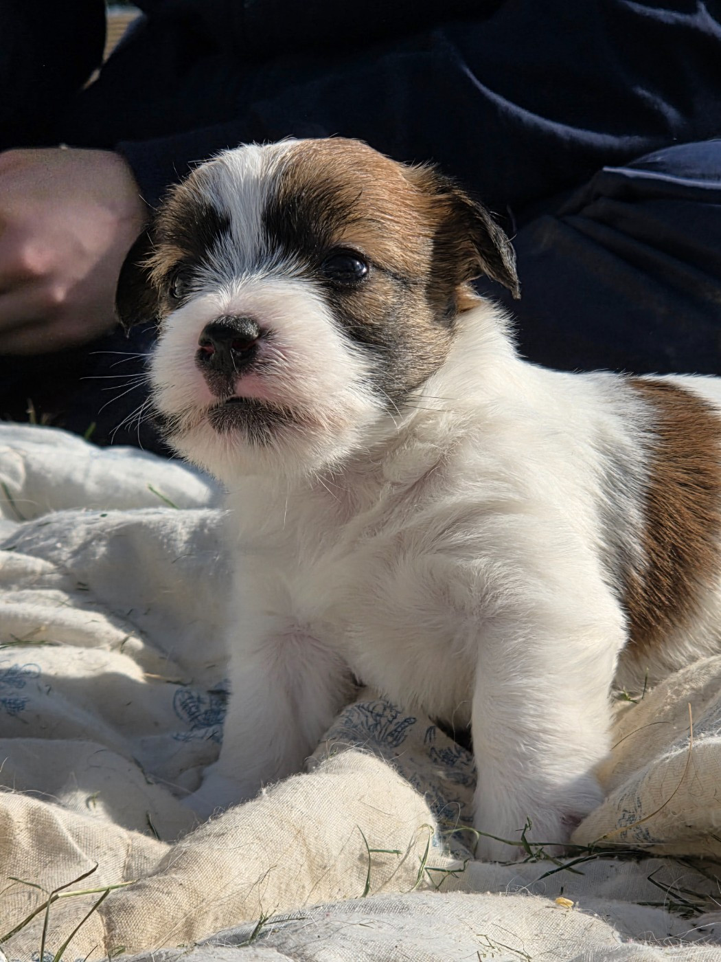 des terres plaines - Chiots disponibles - Jack Russell Terrier