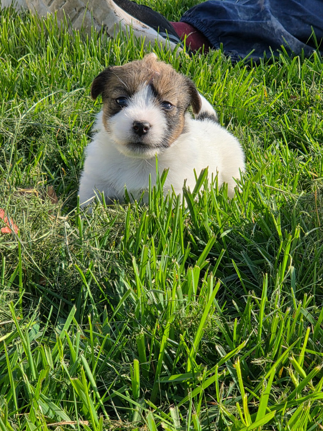 des terres plaines - Chiots disponibles - Jack Russell Terrier
