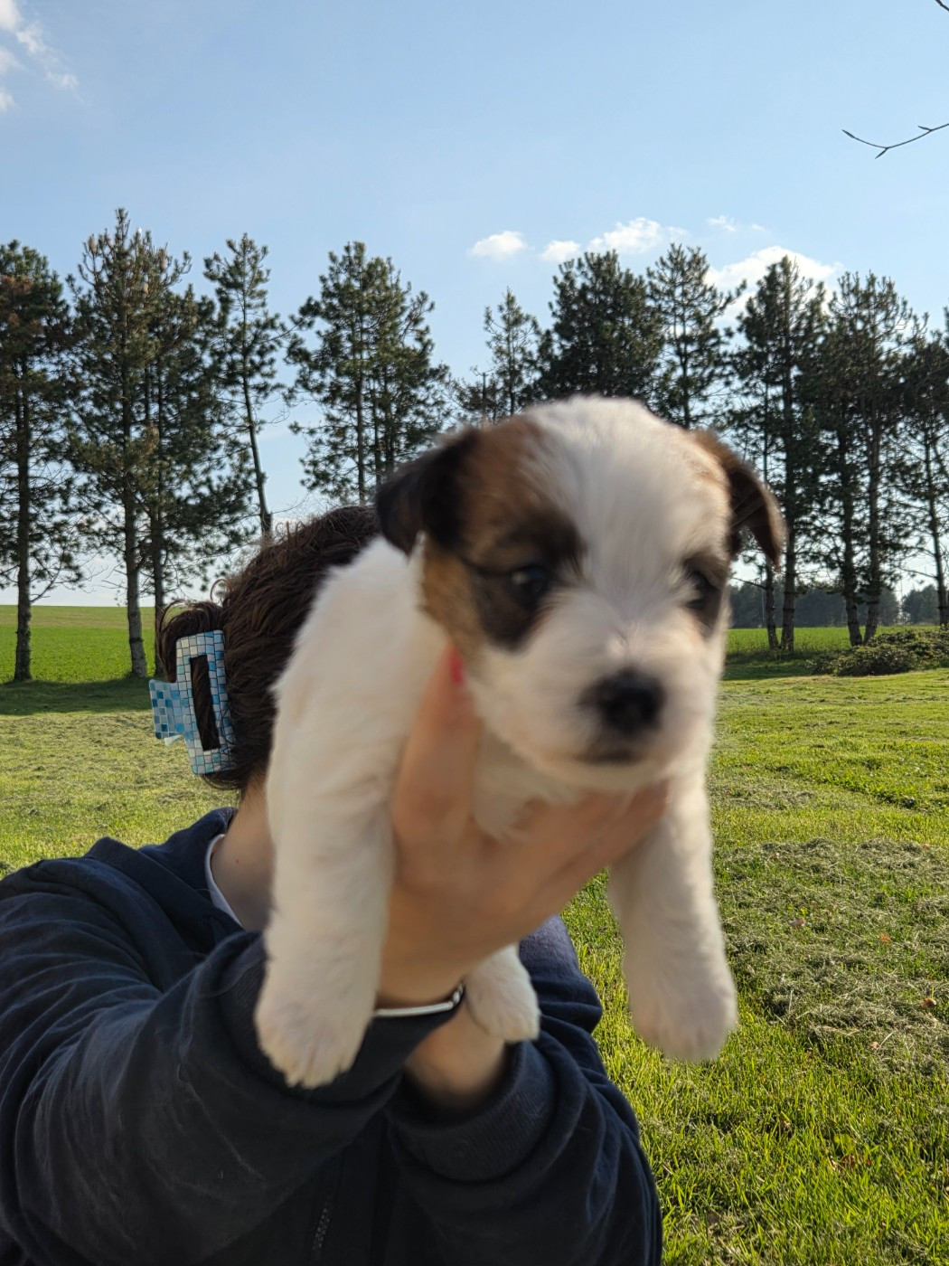 des terres plaines - Chiots disponibles - Jack Russell Terrier