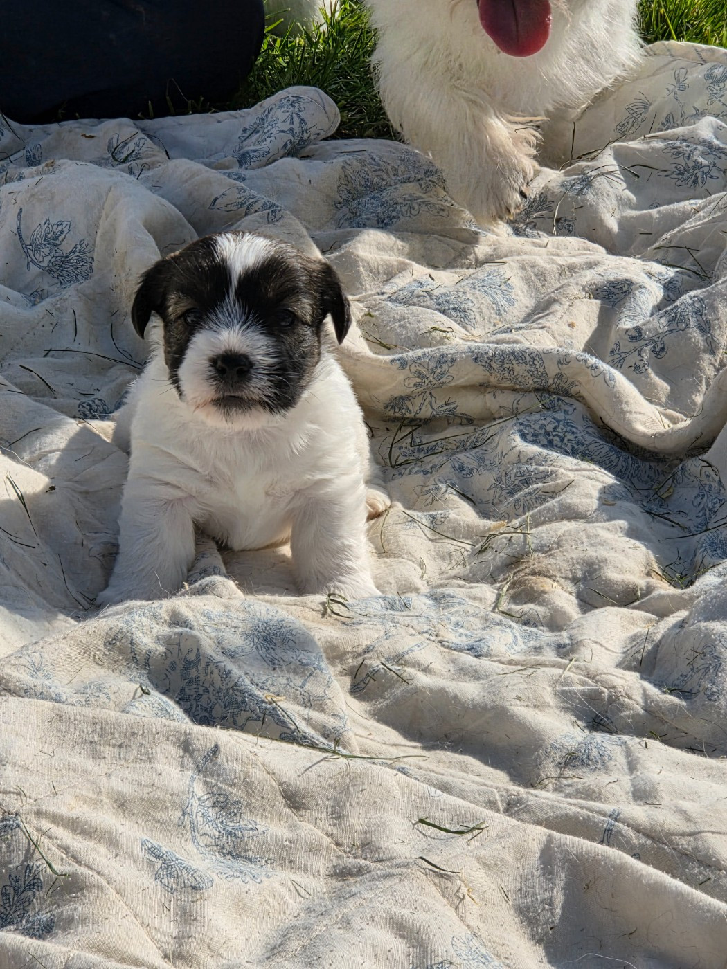 des terres plaines - Chiots disponibles - Jack Russell Terrier