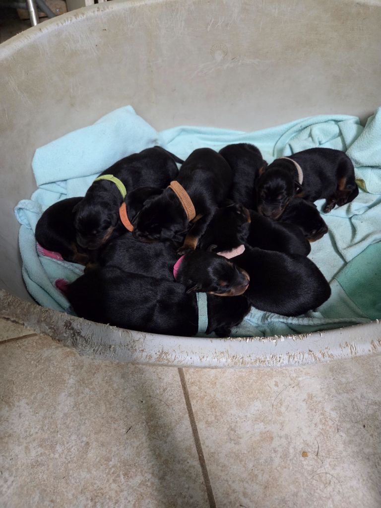 Chiot Berger de Beauce des terres plaines